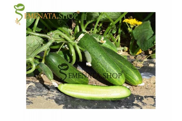 Семена на краставици Крокодилки - интересен сорт с приятен вкус Семена на краставици Крокодилки - интересен сорт с приятен вкус